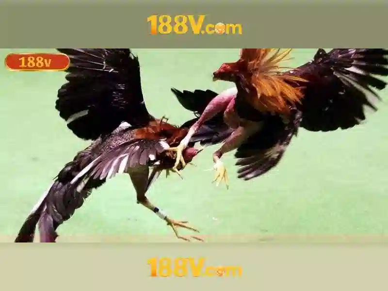 188V: một khái niệm công nghệ và văn hóa số Giao diện nhà cái hoàn hảo