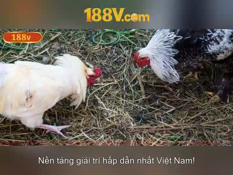 188v là gì: khía cạnh công nghệ và ứng dụng Giao diện nhà cái hoàn hảo