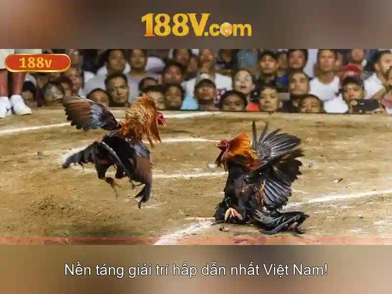Giới thiệu về 188v